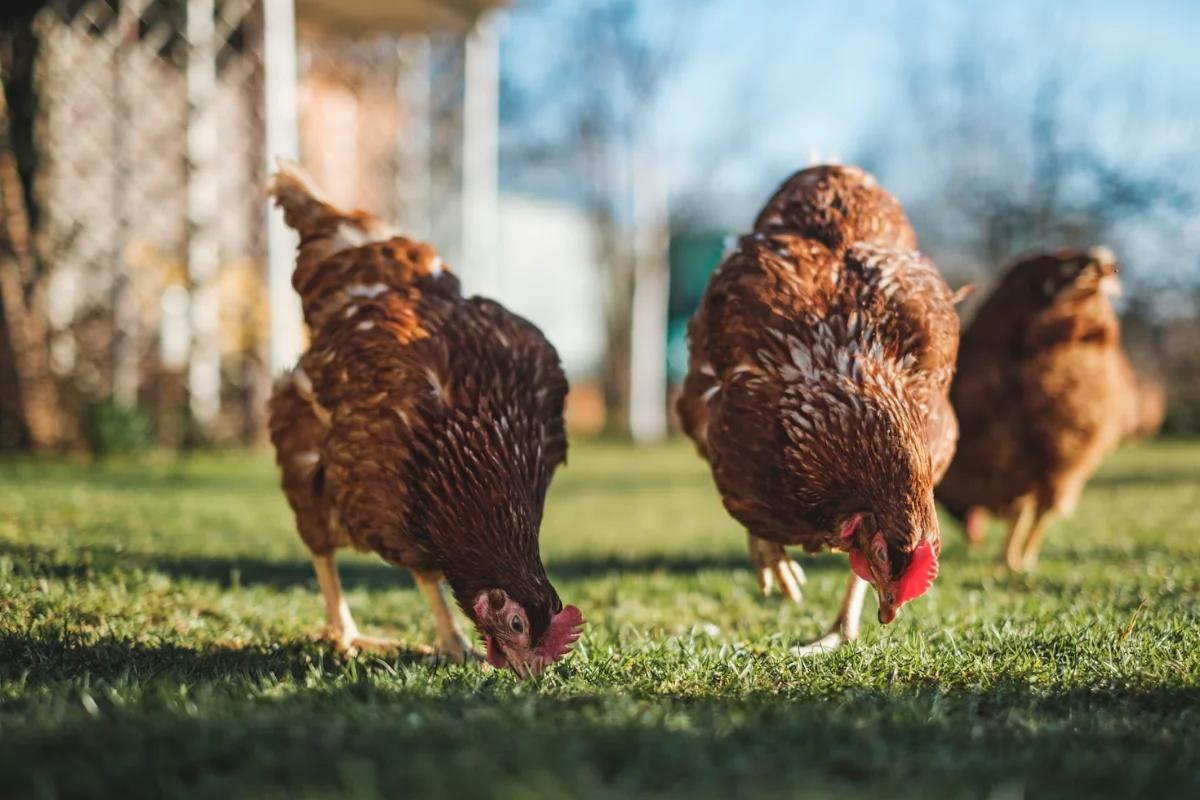 Aves de Corral