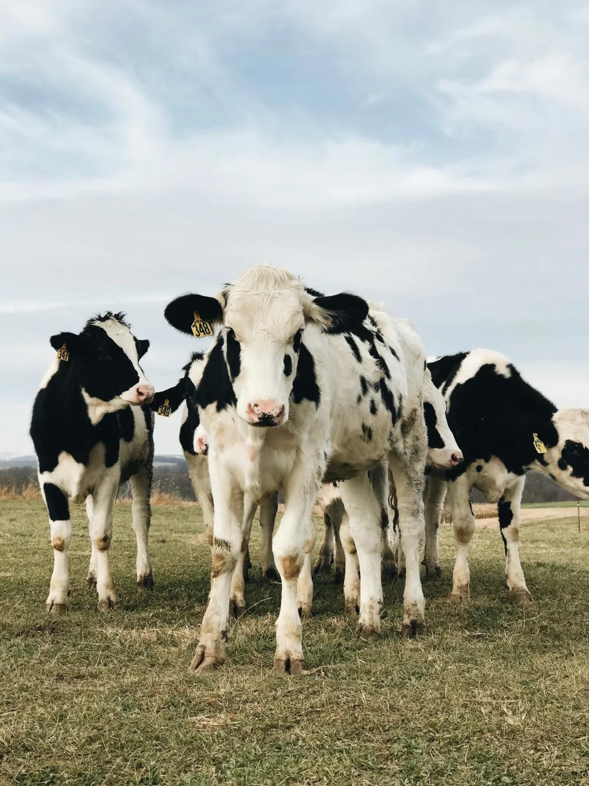 Fábrica de Leche Líquida